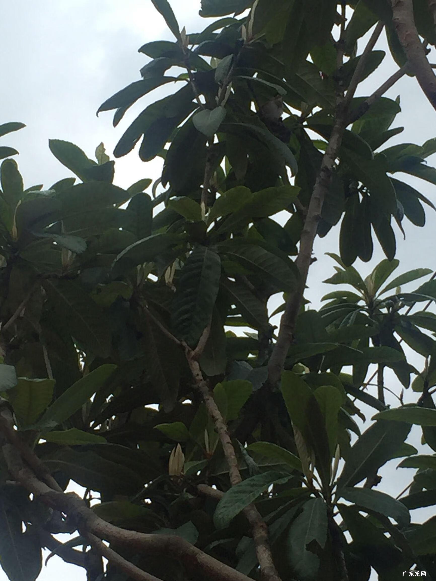 家里养鸟对风水好不好 公司养鸟的风水好处是什么