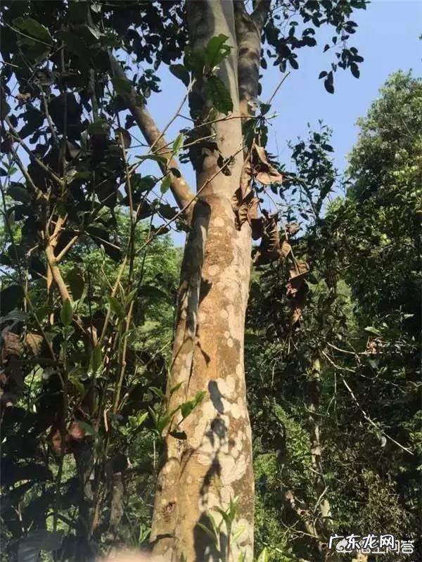 2019年茶叶行情大变,云南古树茶滞销,如何解决古树茶信任危机?