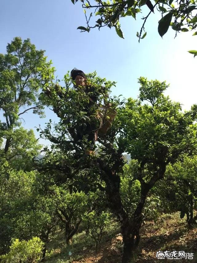 2019年茶叶行情大变,云南古树茶滞销,如何解决古树茶信任危机?