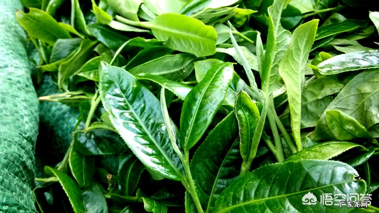 2019年茶叶行情大变,云南古树茶滞销,如何解决古树茶信任危机?