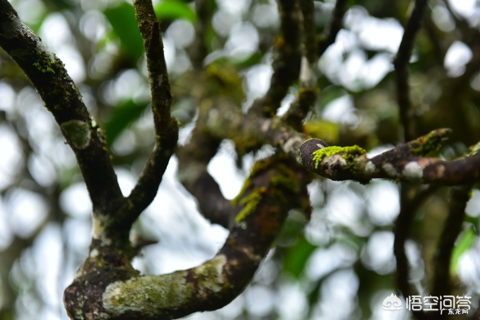 2019年茶叶行情大变,云南古树茶滞销,如何解决古树茶信任危机?