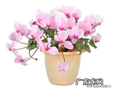 仙客来花,为什么老不开花,也不见增长,这是什么情况?