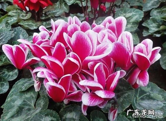 仙客来花,为什么老不开花,也不见增长,这是什么情况?