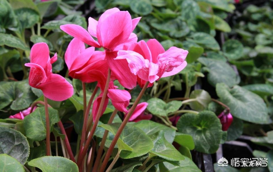 仙客来花,为什么老不开花,也不见增长,这是什么情况?