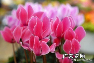 仙客来花,为什么老不开花,也不见增长,这是什么情况?