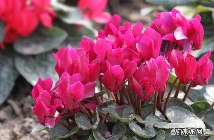 仙客来花,为什么老不开花,也不见增长,这是什么情况?