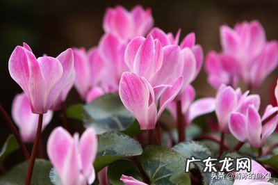 仙客来花，为什么老不开花，也不见增长，这是什么情况？