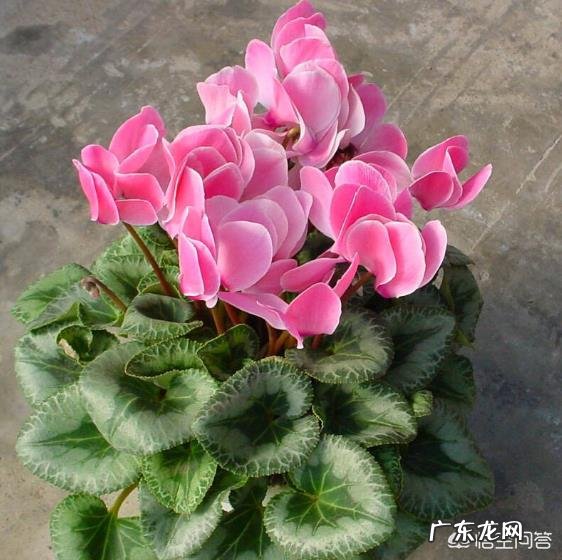 仙客来花,为什么老不开花,也不见增长,这是什么情况?