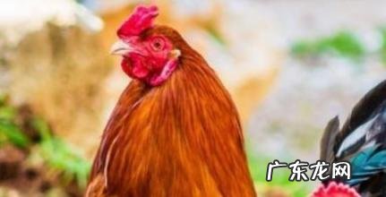 81年鸡人40岁后命运 81年鸡人40岁后命运飞天聚福