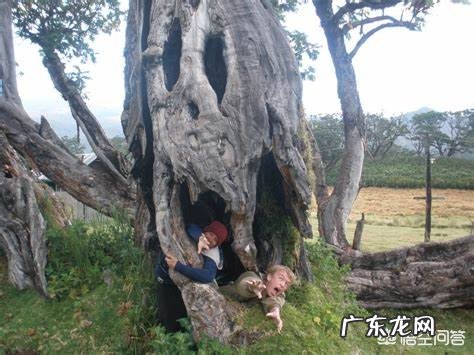 世界上真有食人树吗？