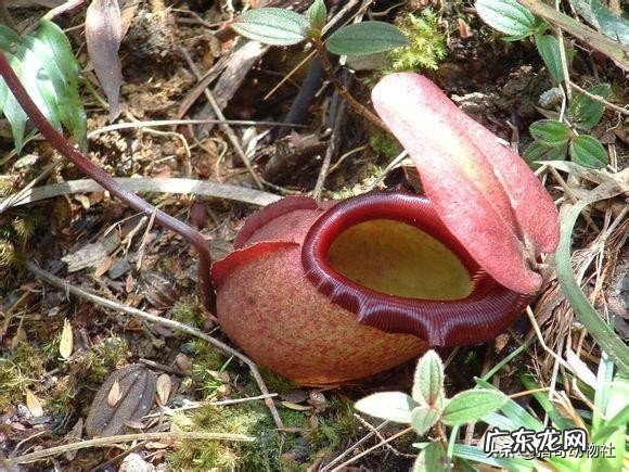 世界上真有食人树吗？