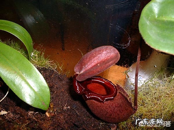 世界上真有食人树吗？