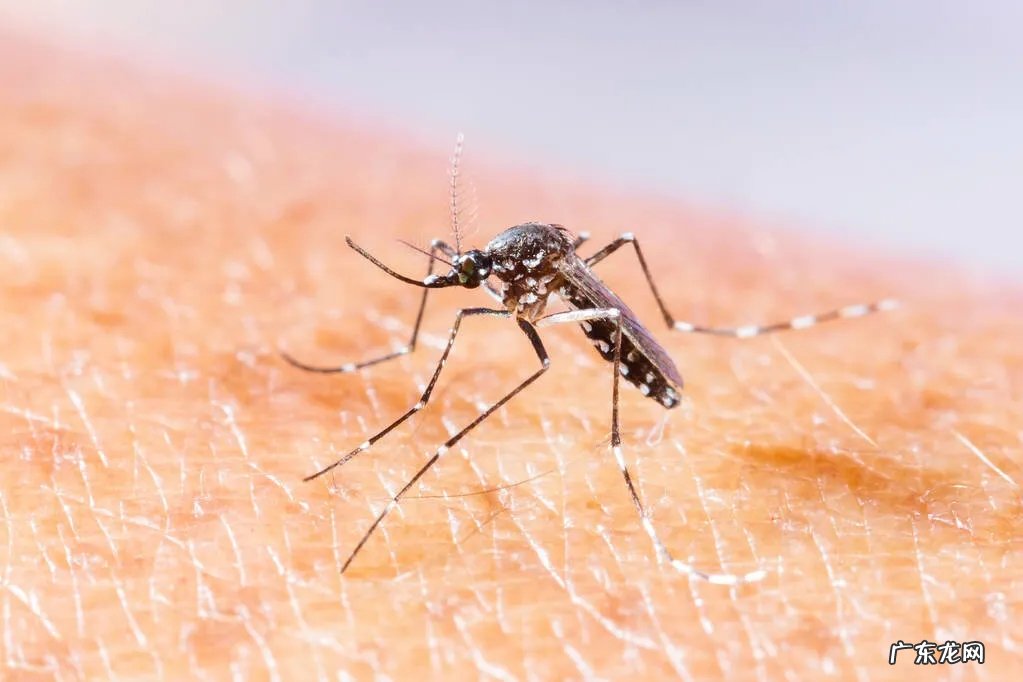 今年的蚊子都少了，这是好事吗？