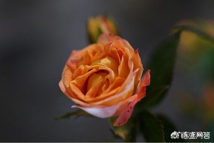 “小暑”节气应该如何养生?