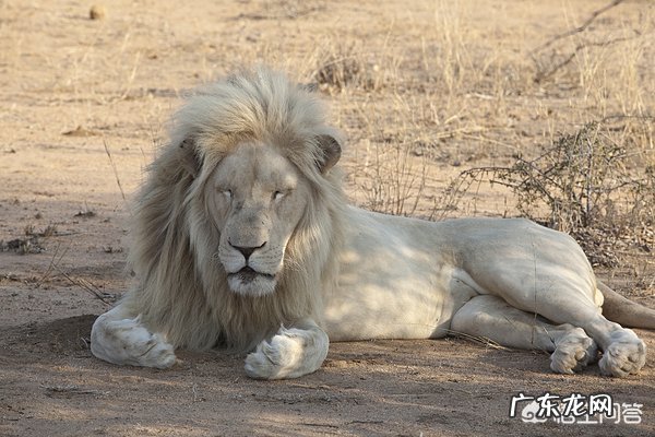 为什么有些动物可以睁着眼睛睡觉,眼睛难道不累吗?