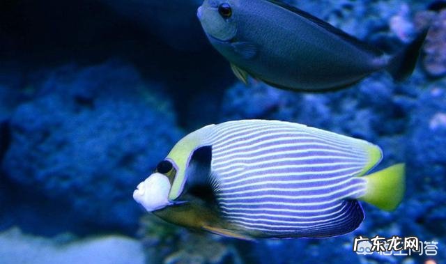 为什么有些动物可以睁着眼睛睡觉，眼睛难道不累吗？