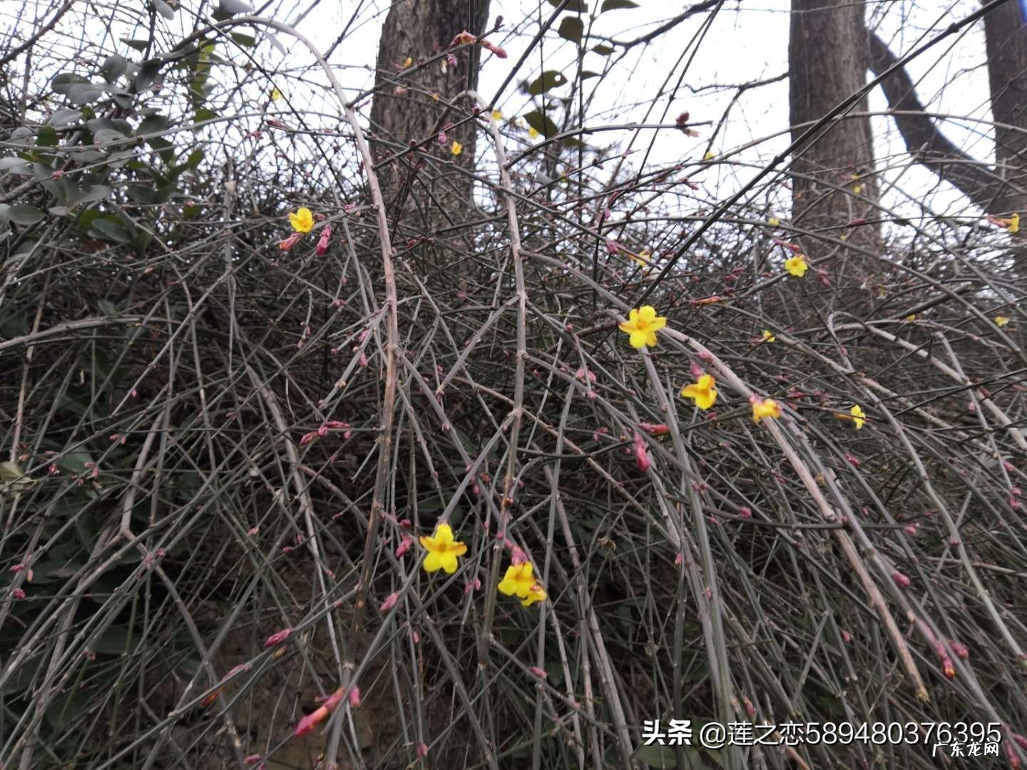 人的心情和情绪有什么区别?