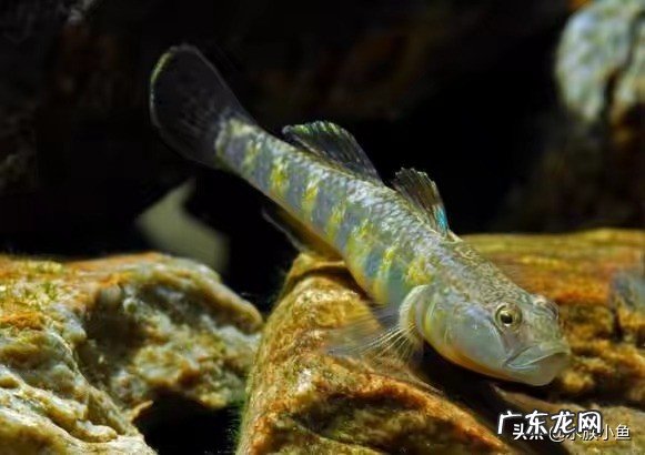 你的鱼缸里面养了哪些小型原生淡水观赏鱼?