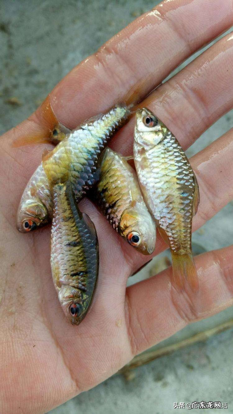 你的鱼缸里面养了哪些小型原生淡水观赏鱼?