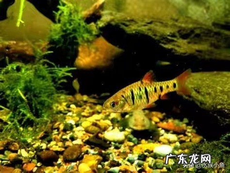 你的鱼缸里面养了哪些小型原生淡水观赏鱼?