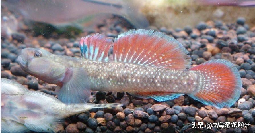 你的鱼缸里面养了哪些小型原生淡水观赏鱼?