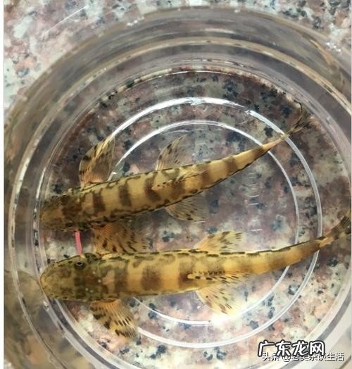 你的鱼缸里面养了哪些小型原生淡水观赏鱼?