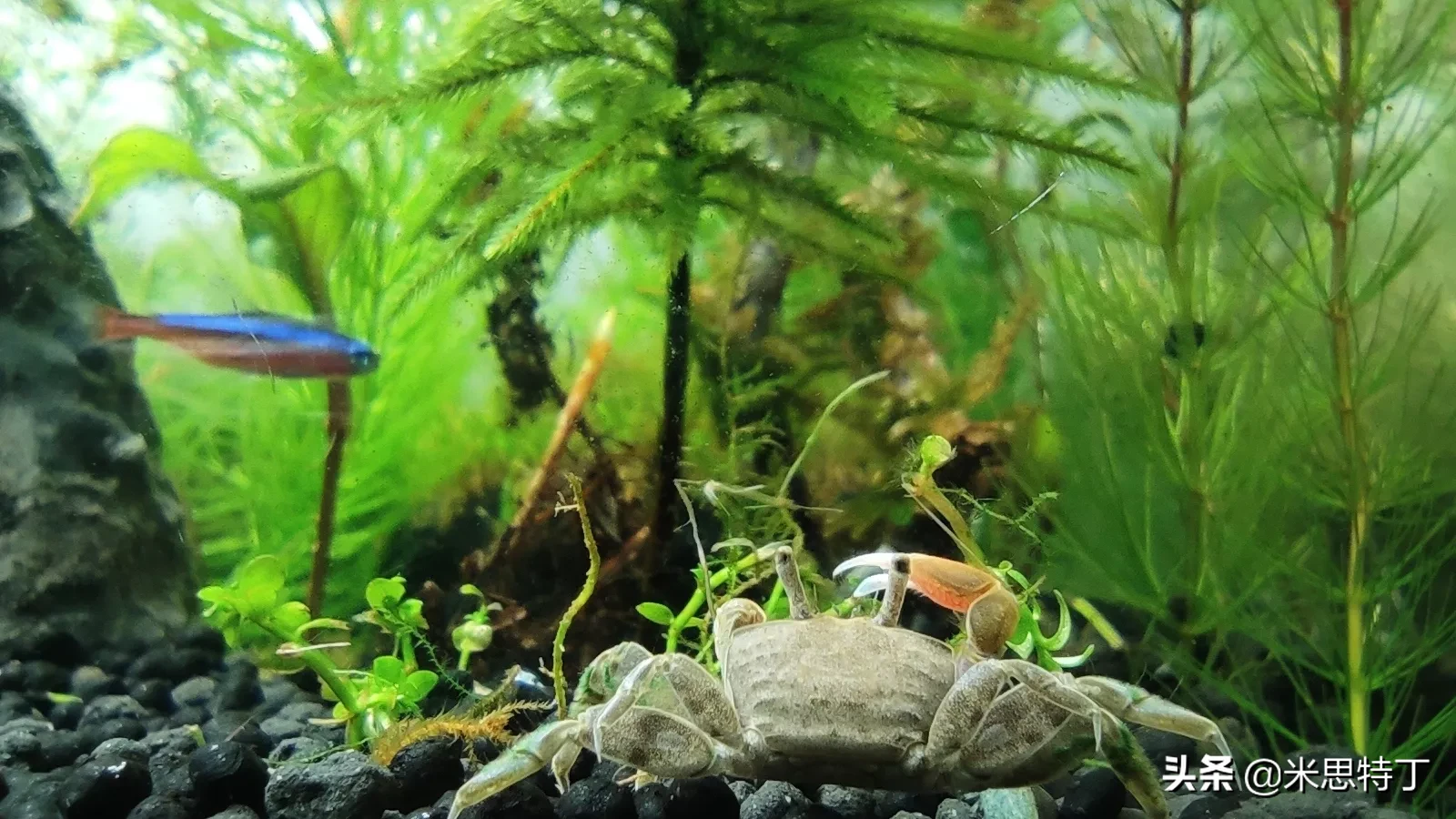 你的鱼缸里面养了哪些小型原生淡水观赏鱼?