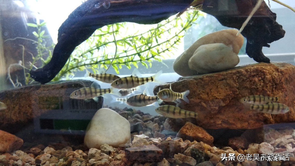 你的鱼缸里面养了哪些小型原生淡水观赏鱼?