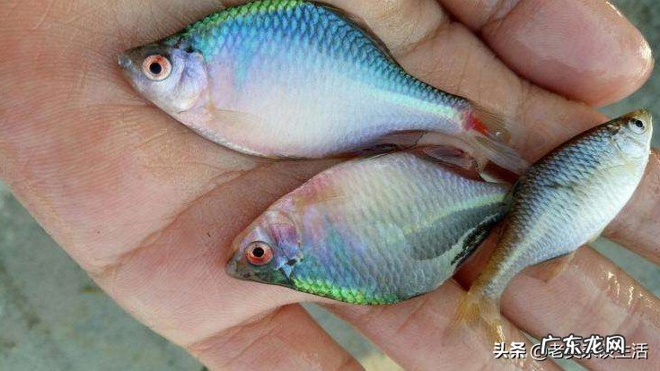 你的鱼缸里面养了哪些小型原生淡水观赏鱼?