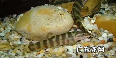 你的鱼缸里面养了哪些小型原生淡水观赏鱼?