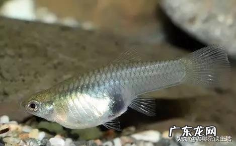 你的鱼缸里面养了哪些小型原生淡水观赏鱼?