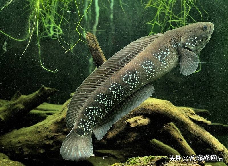 你的鱼缸里面养了哪些小型原生淡水观赏鱼?