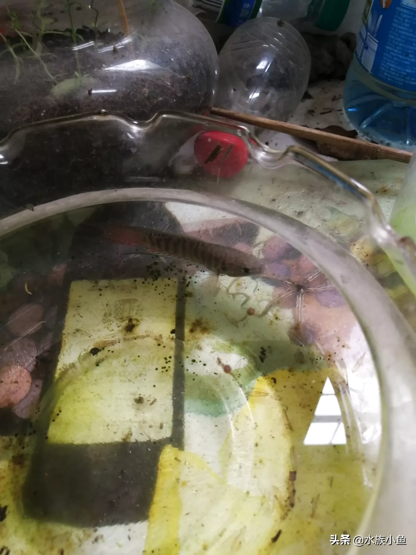 你的鱼缸里面养了哪些小型原生淡水观赏鱼?