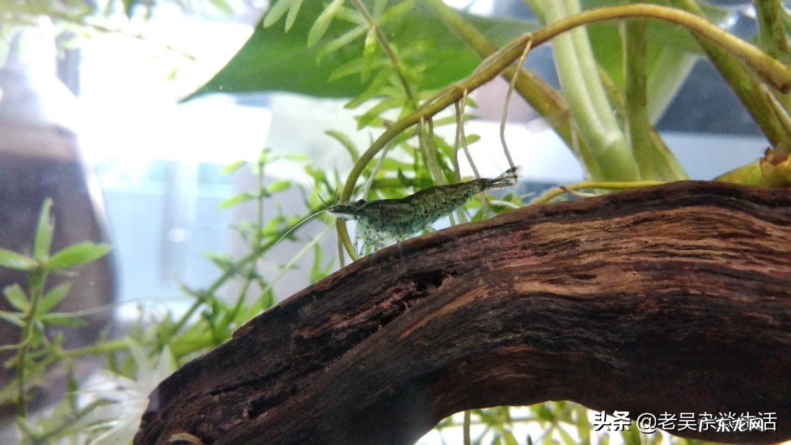 你的鱼缸里面养了哪些小型原生淡水观赏鱼?