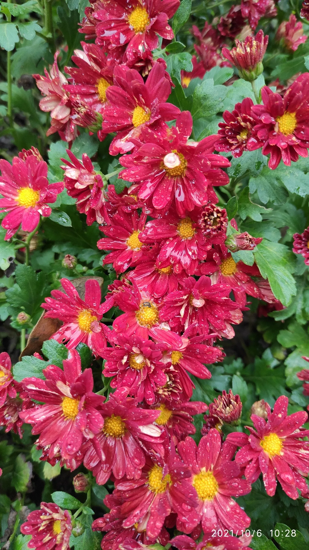 九九重阳节老年人要吃什么?