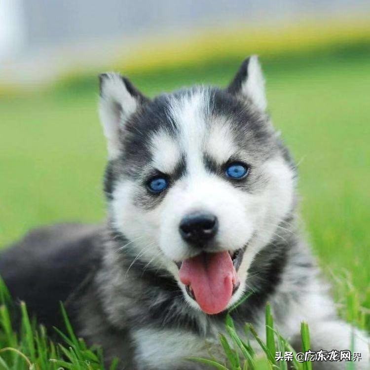 两个月的小哈士奇能晒太阳吗？