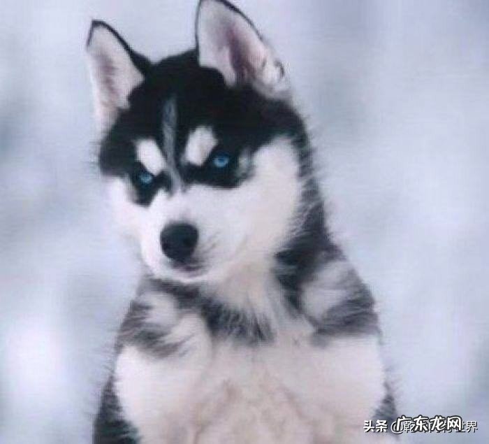 两个月的小哈士奇能晒太阳吗？