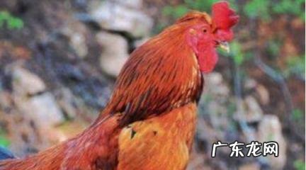 属鸡男吃醋表现 属鸡男吃醋表现出什么