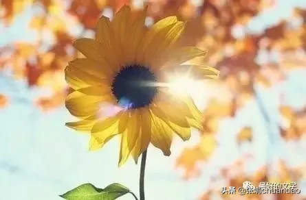 从河北新冠夫妻轨迹看丧偶式婚姻，婚姻真的是爱情的坟墓吗？