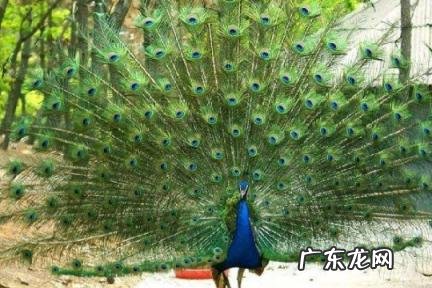 孔雀型性格的优点和缺点 孔雀型性格的优点和缺点有哪些