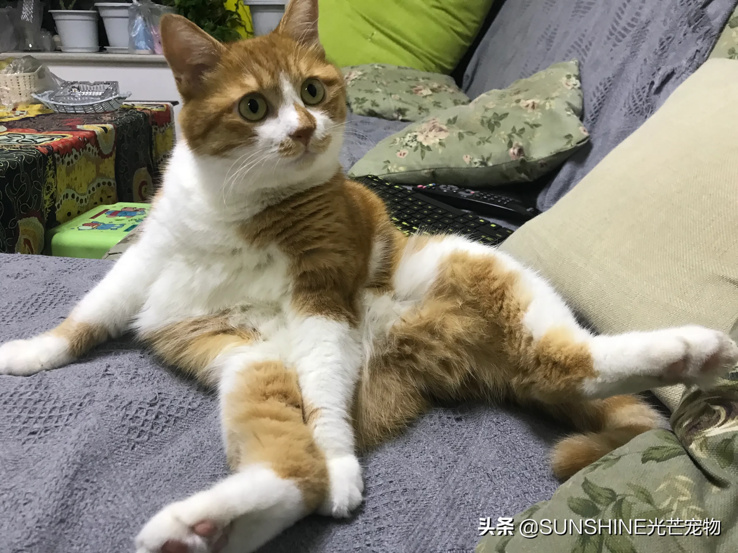 中华田园猫品种及价格怎么样?当宠物猫养合适吗?