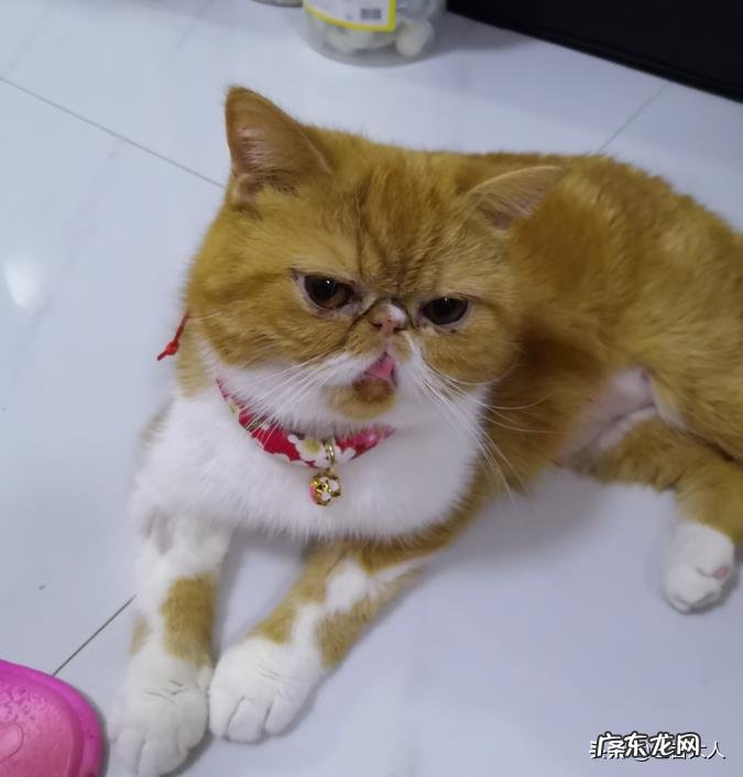 你的猫到底有多可爱呢?