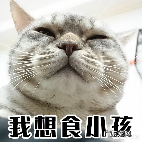 你的猫到底有多可爱呢?