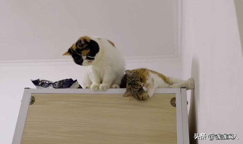 你的猫到底有多可爱呢?