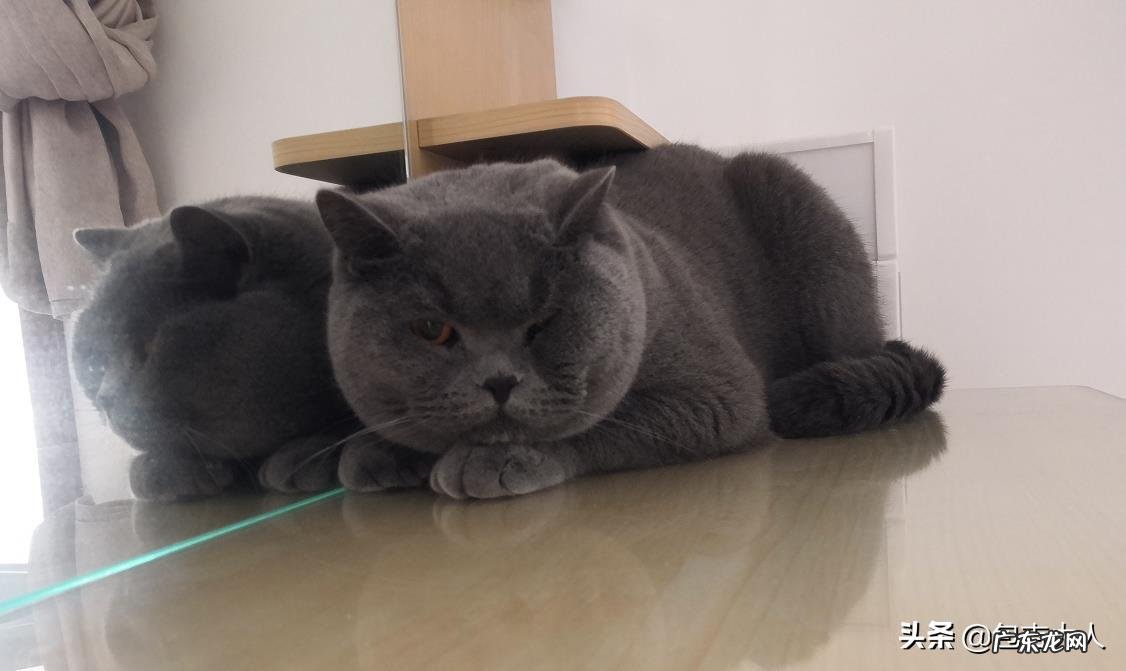 你的猫到底有多可爱呢？