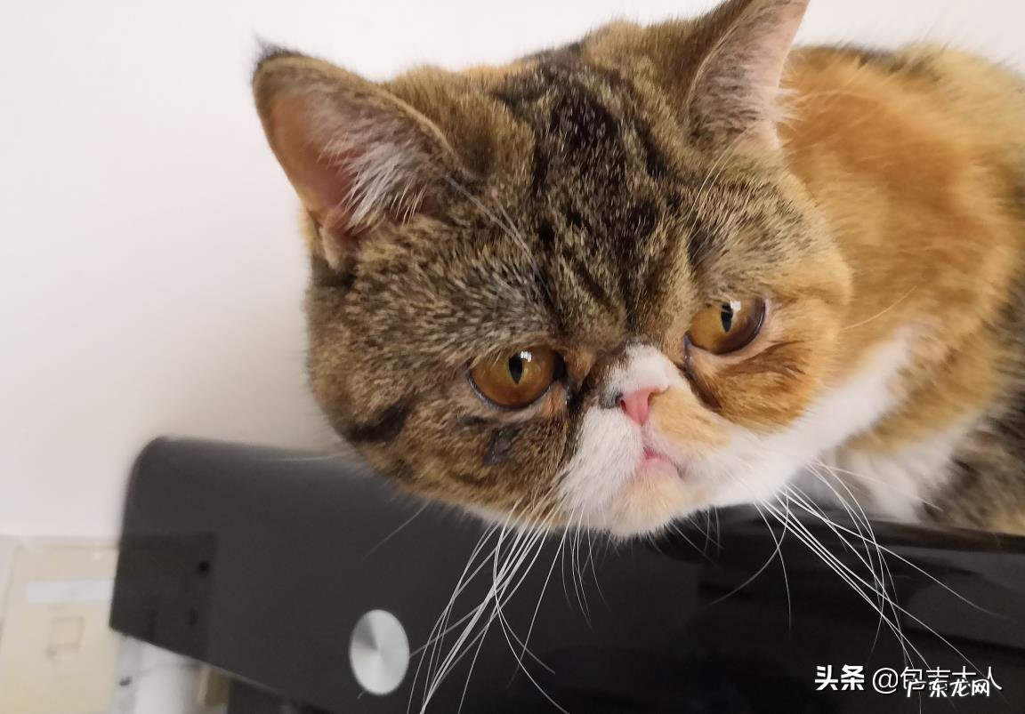 你的猫到底有多可爱呢?