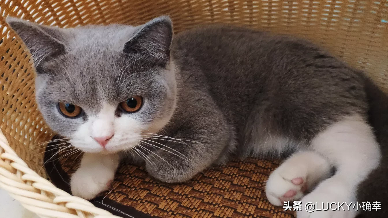 你的猫到底有多可爱呢?