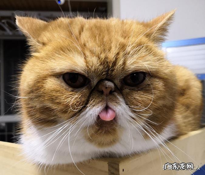 你的猫到底有多可爱呢?