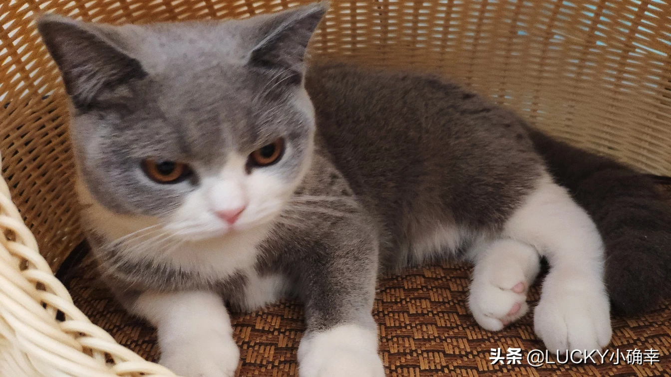 你的猫到底有多可爱呢?