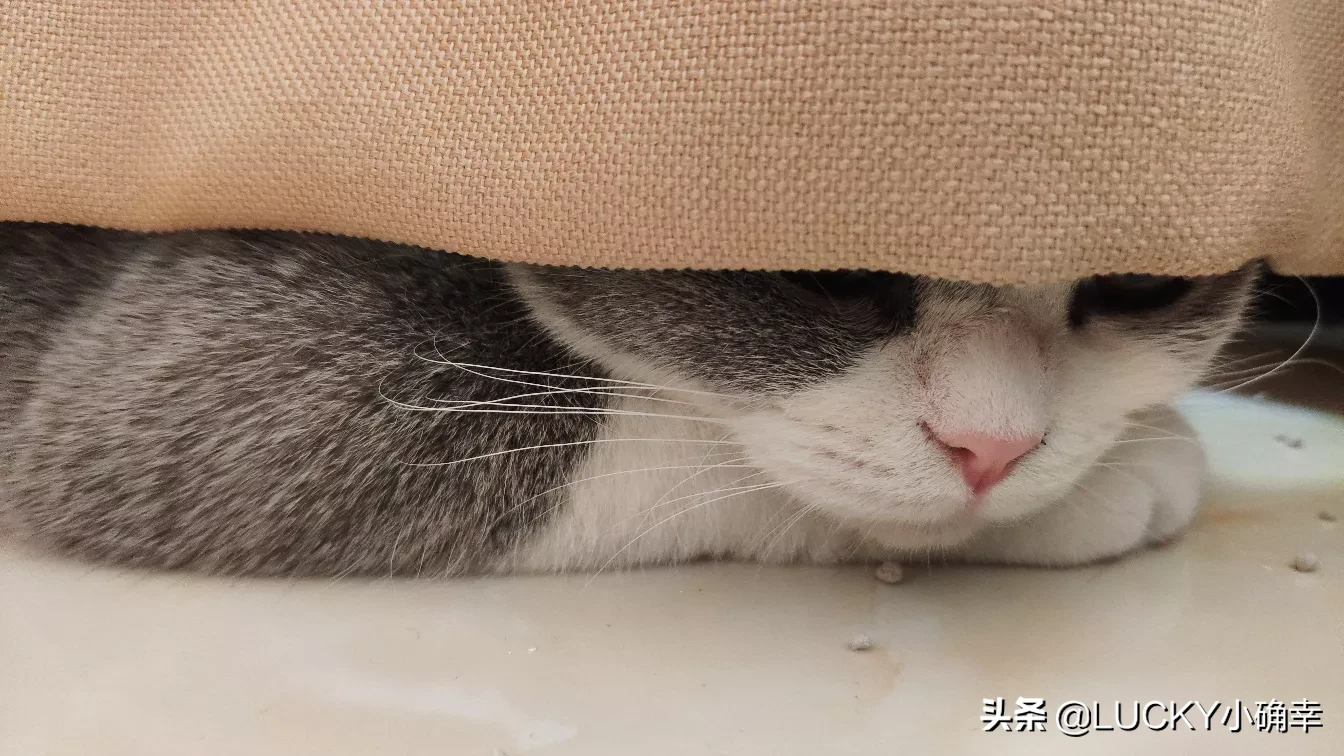 你的猫到底有多可爱呢？